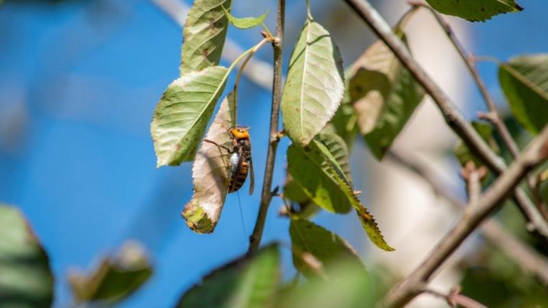 Murder Hornet First Nest Found In Us Eradicated With Vacuum Hose Bbc News 1752