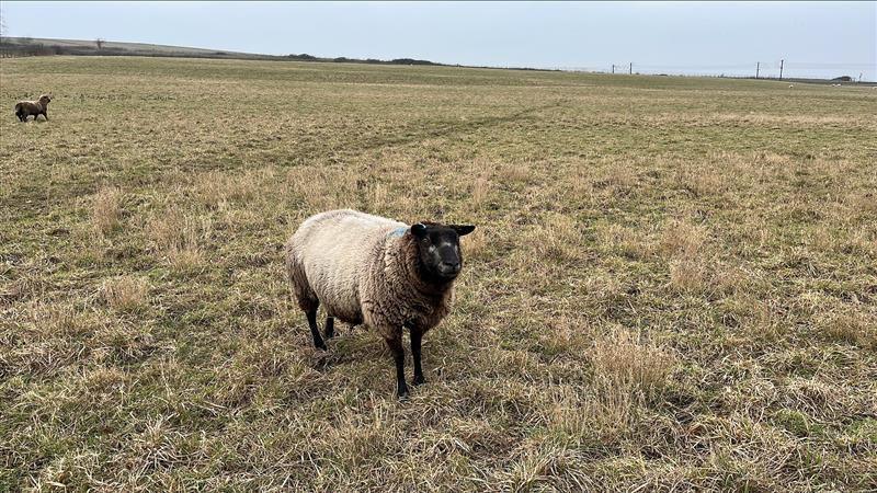 A black-faced sheep on a field.