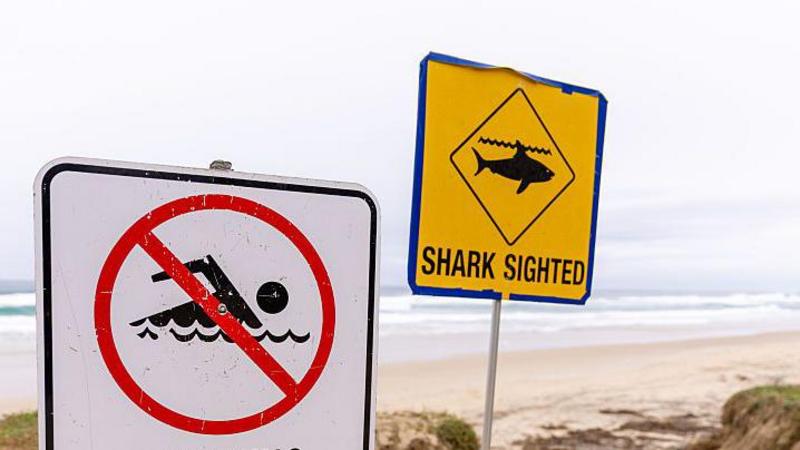 Man dies after suspected shark attack in Sydney