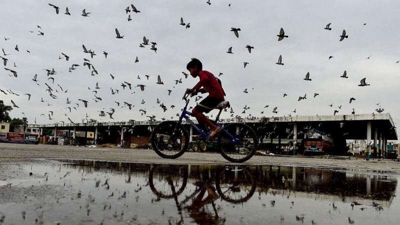 Health v heritage: Pigeon feeding ban sparks debate in India
