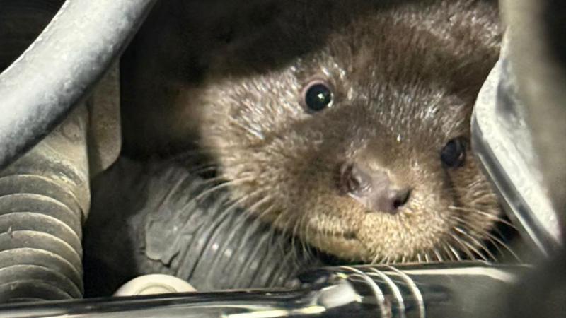 Otter cubs rescued after sheltering in car engine
