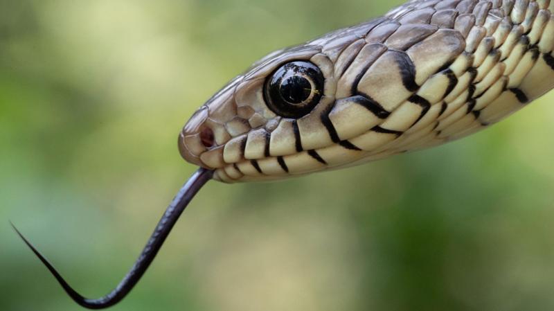 India's snakebite crisis is killing tens of thousands every year