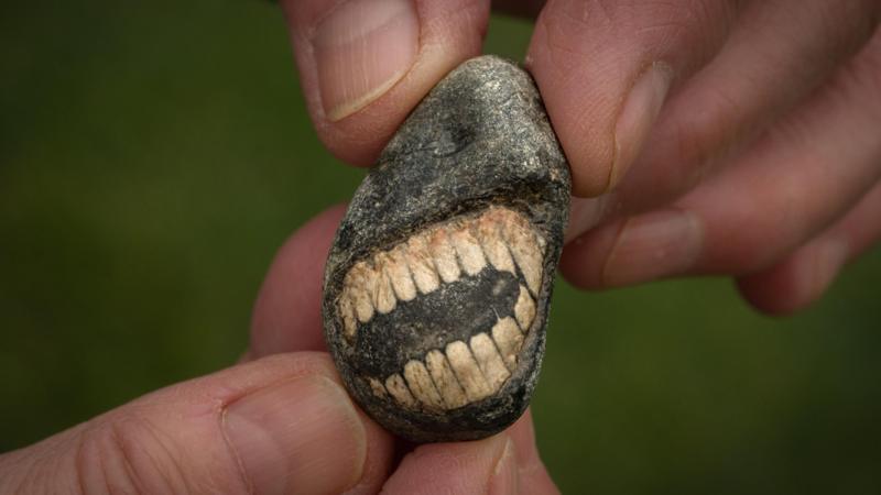 Mystery origins of 'smiling' fossil revealed