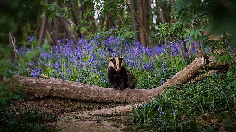 A badger stands on a fallen tree in bluebells.