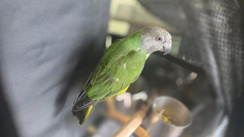 A green parrot with a grey head sat in a portable cage