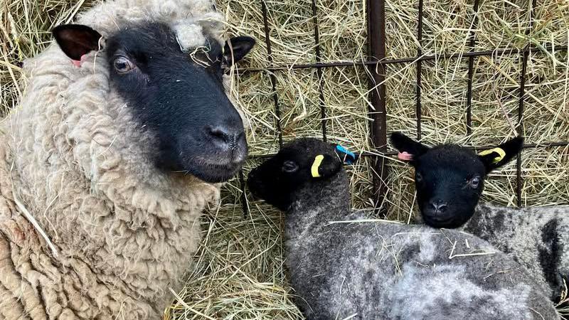 A beige coloured sheep in a pen surrounded by hay. Two black- faced and grey lambs are next to her. 