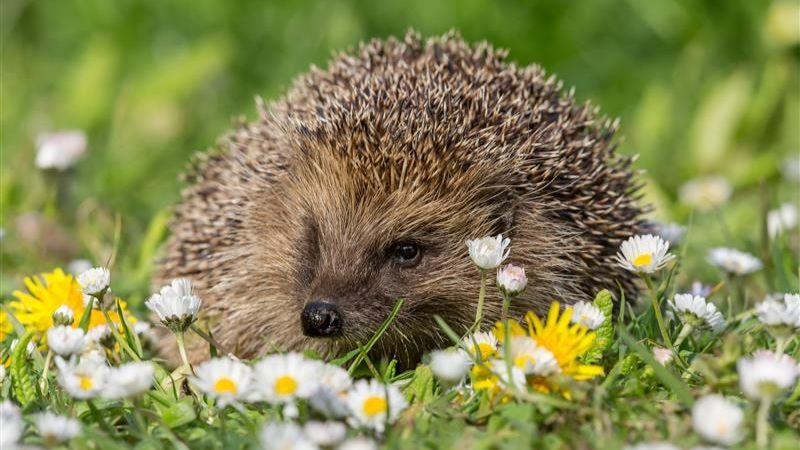 A hedgehog in a field full of yellow and white flowers.