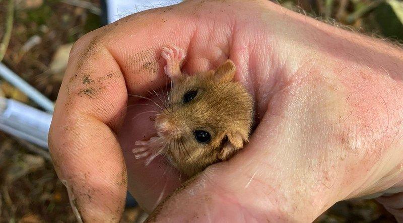 A photo of a dormouse