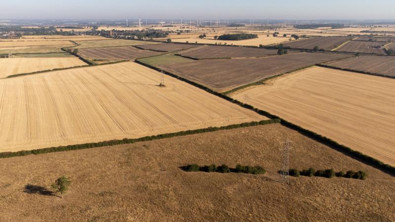 Continued drought could cause shortage of certain foods, head of farmers' union says