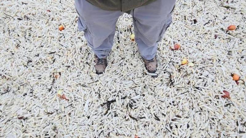 Volunteers clear washed-up bags of chips from beach