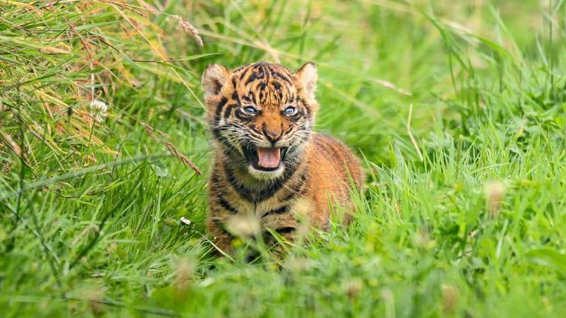 The cub can be seen growling amongst some long grass.