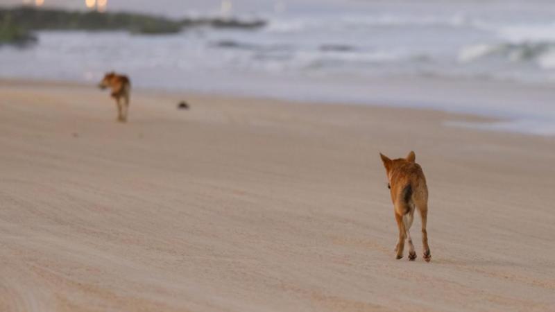Canadian woman found dead surrounded by dingoes on Australian beach
