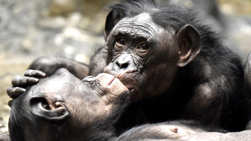 First kiss dates back 21 million years, say scientists