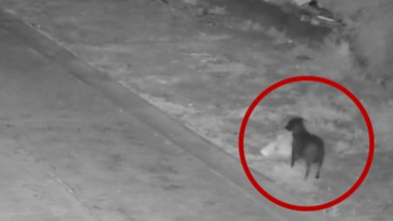 Italian authorities accuse man of training dog to illegally dump his rubbish