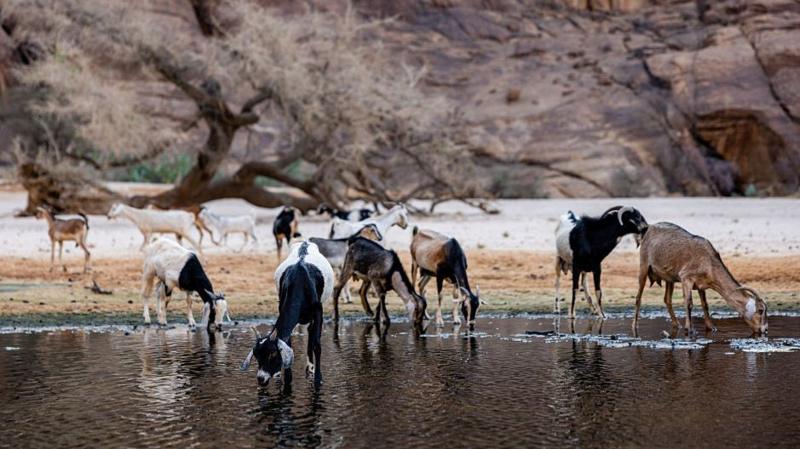 Chad cuts ties with wildlife charity linked to Prince Harry