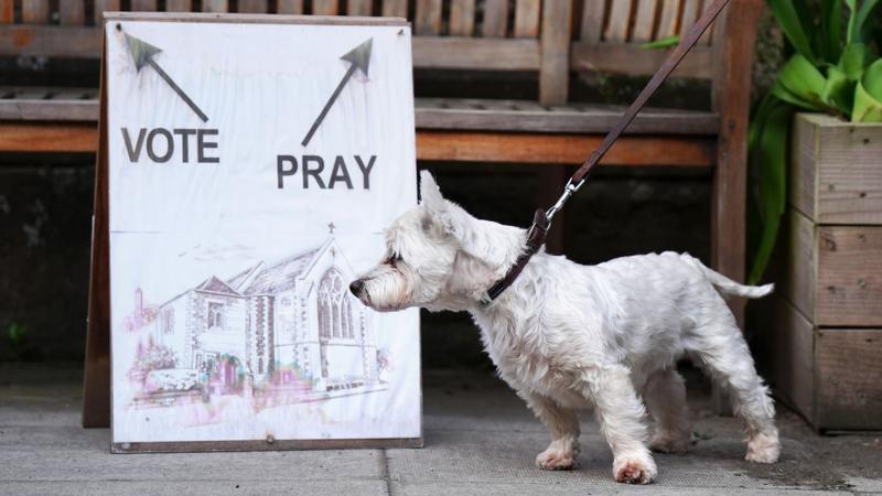 Curious canines and patient pups - it's dogs at polling stations