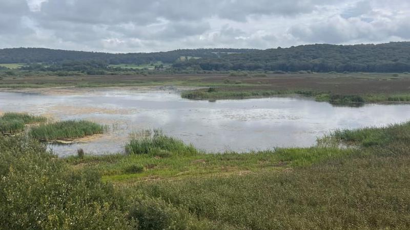 Leighton Moss RSPB nature reserve