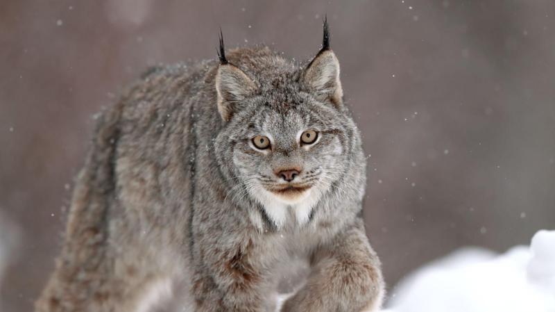 Canadian lynx one of big cat sightings in Welsh countryside