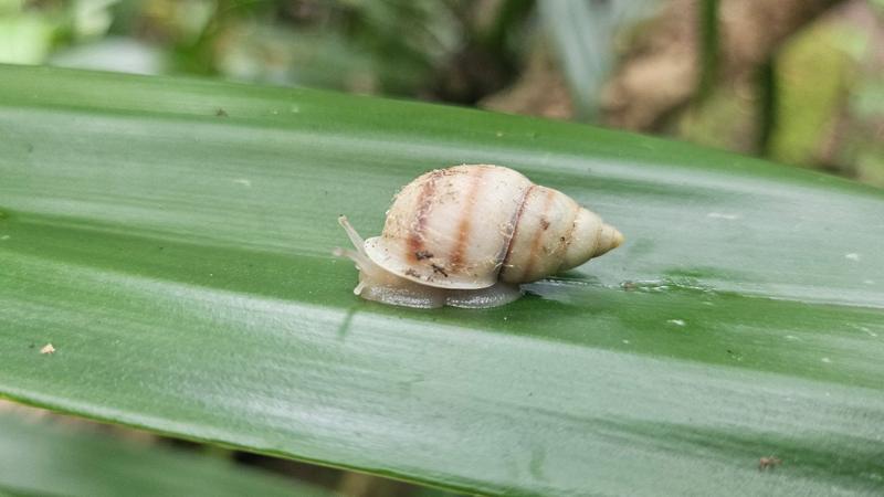 Tiny snail found born in the wild for first time in 40 years - BBC ...