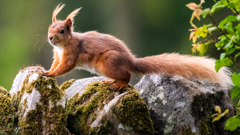 Pox outbreaks threatens Northumberland's red squirrels. - BBC News