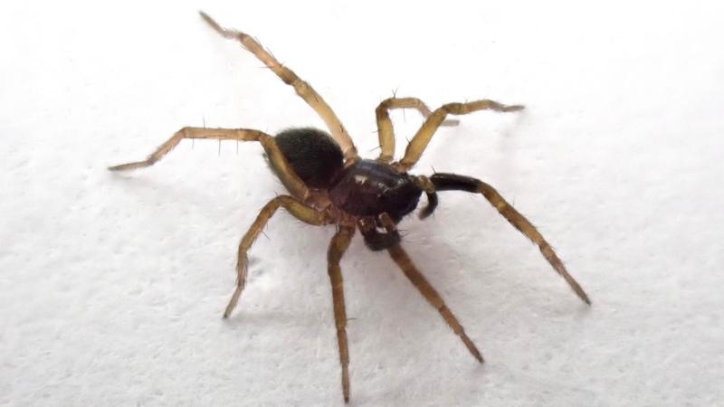 'Lost' spider species rediscovered after 40 years