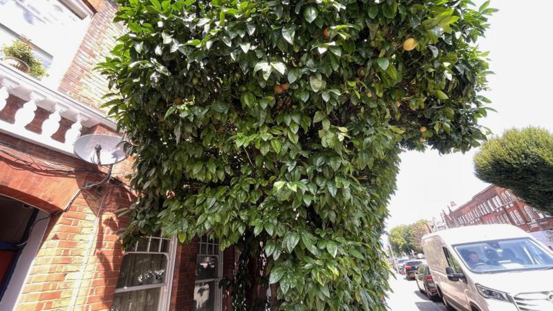 Grapefruit tree planted on London street given protected status