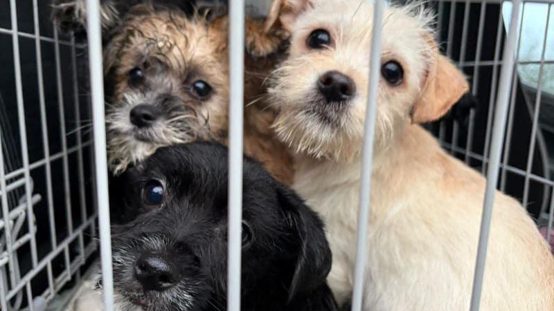 Three terrier type dogs - one black, one cream, one brown - all looking towards the camera from behind the bars of a crate.