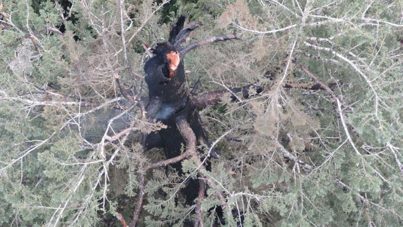 Oregon crews race to douse fire in one of the world's tallest trees