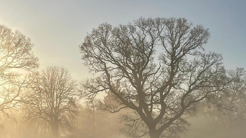 Mist and fog what's the difference? - BBC Weather