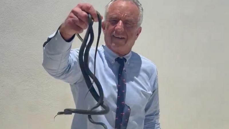 Robert F Kennedy Jr grabs writhing snakes on a Florida patio