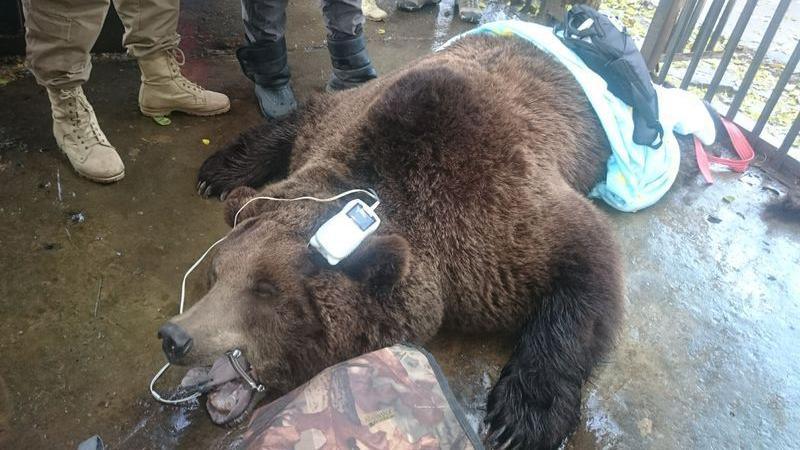 A dark brown bear that is anaesthetised. It is lying on the floor with a health check monitor on its head. There are three people standing beside it.