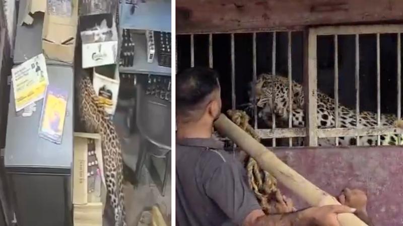 Liquor store employee narrowly escapes leopard attack