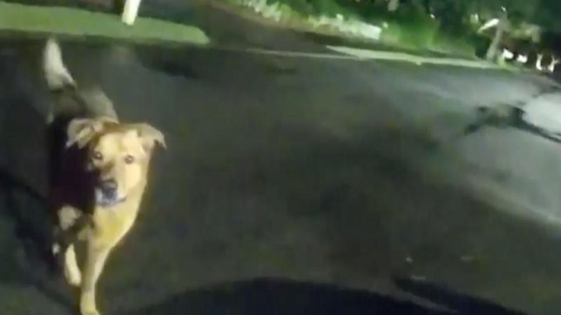 Watch: 'Eeyore, you good boy' - Florida dog leads deputy to missing 86-year-old