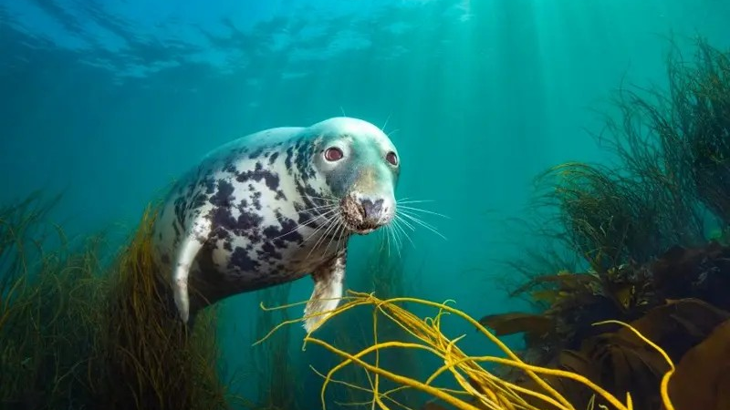 A grey seal underwater looks at the camera, among seaweed and sea grass with rays of light coming from the surface above.