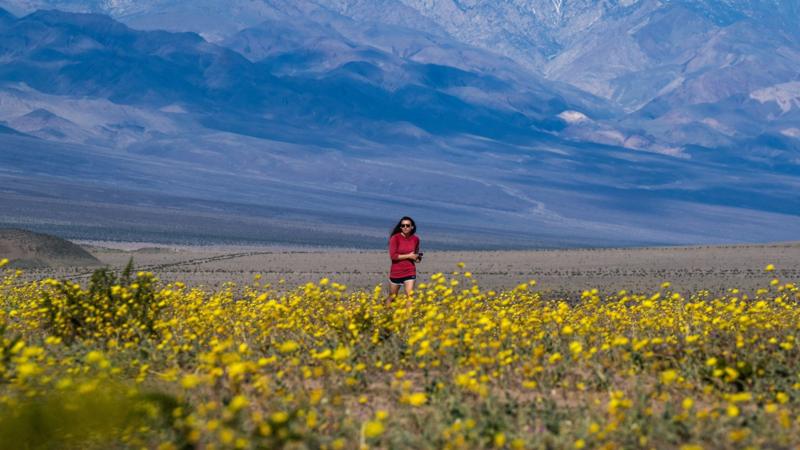 Wildflowers cover Death Valley in best display since 2016