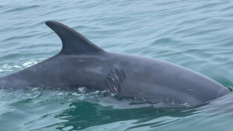 Swimmers urged to avoid 'boisterous' dolphin