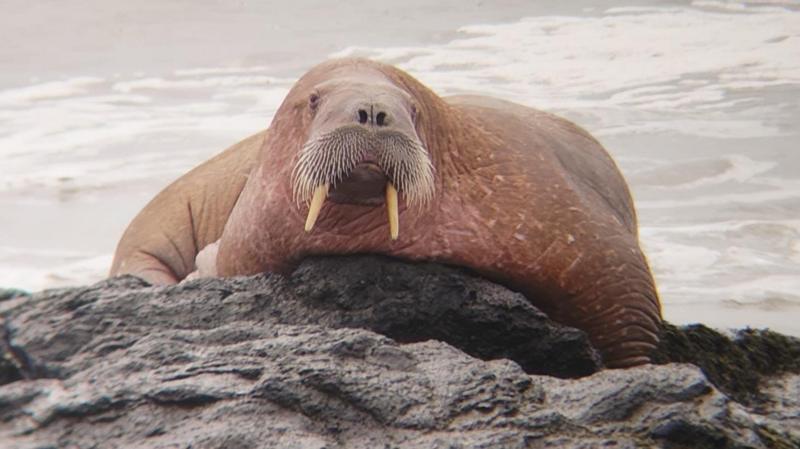 'Rare sighting' of walrus on rocks off Fife coast