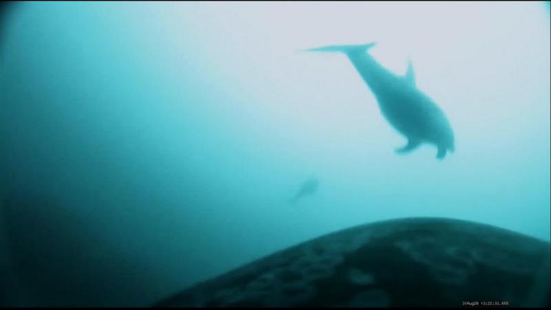 Cameras on killer whales record first evidence of joint hunt with dolphins