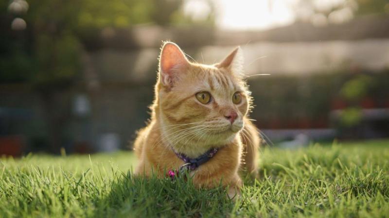 Cat stolen by delivery driver returned to owner