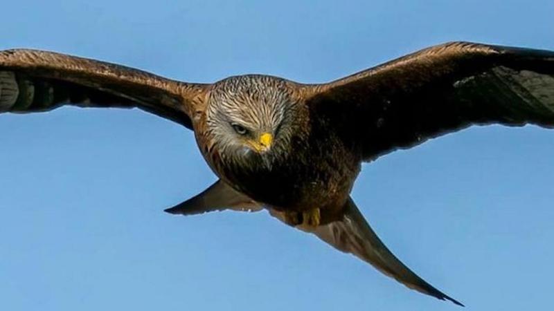 Weekly quiz: What sneaky snack was this bird of prey seen carrying?