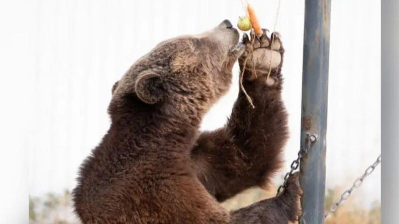 Bears ‘enjoy life to the full’ after being rescued from bus depot