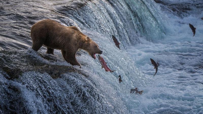 Fat Bear Week kicks off - watch some of the contestants