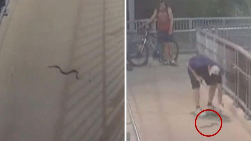 Watch: Snake at train station scares Sydney commuters