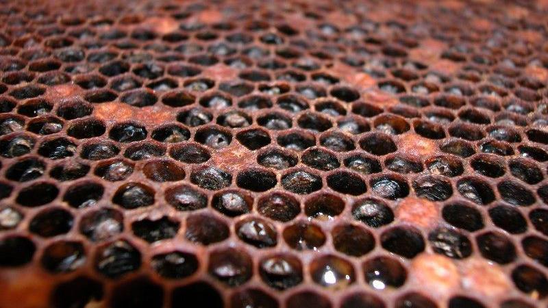 American foulbrood scales, which are hardened and black.