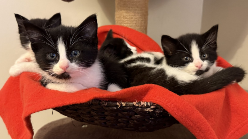 No plans to force drivers to report collisions with cats, government says