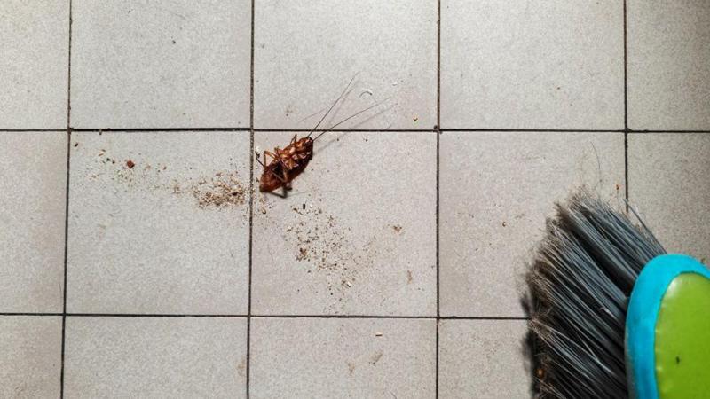 Woman trying to burn cockroach sets South Korea apartment ablaze