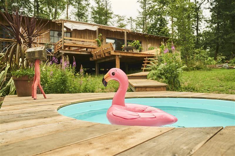 Flamingo rozë i fryrë në pishinë