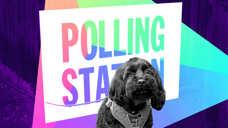 A BBC-designed image shows a dog, in black and white, sat in a front of a "polling station" sign which is in colour.