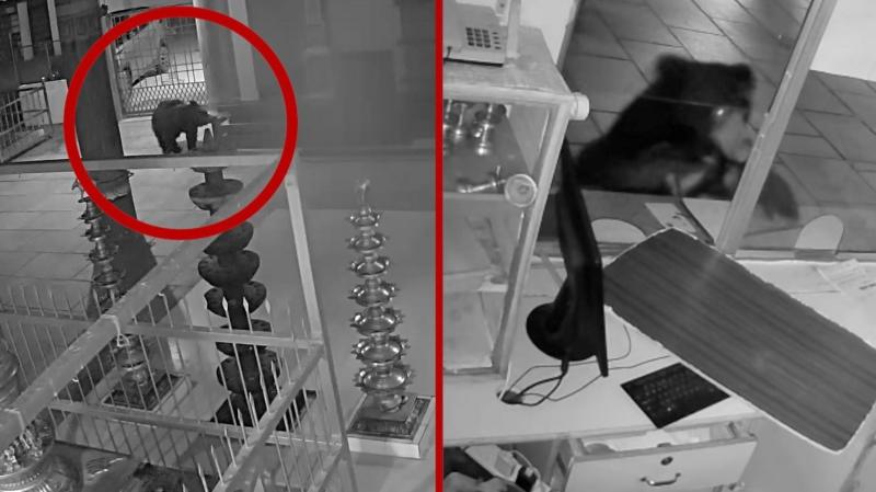 Watch: Bear caught on CCTV searching for food in Indian temple