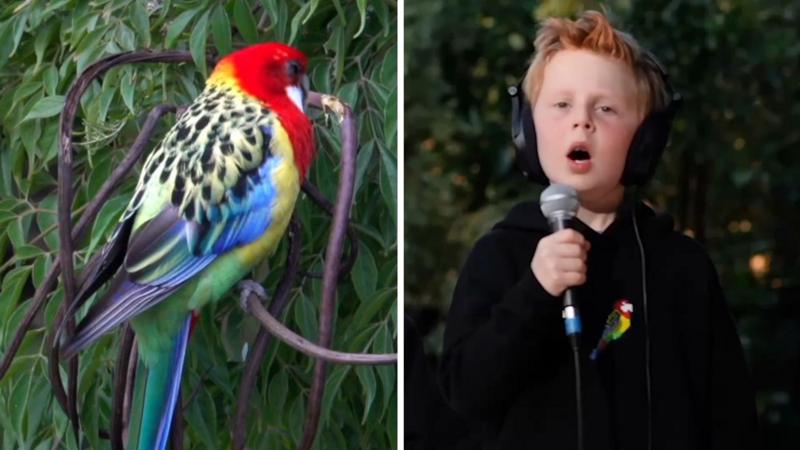Eastern Rosellas! - Meet the seven-year-old behind viral song